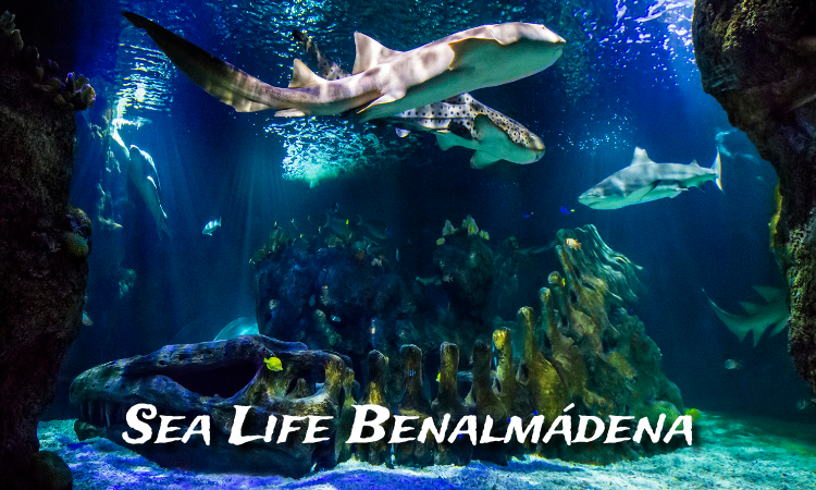 Sea Life Benalmádena Tiburones